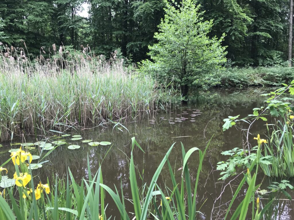 pond full of life with irises and pond lilies and phragmites surounded by beech, poplar, birch tree forest